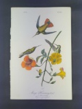 Audubon First Edition Octavo Print Plate No. 251 Mango Hummingbird