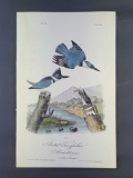 Audubon First Edition Octavo Print Plate No. 255 Belted Kingfisher
