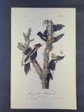 Audubon First Edition Octavo Print Plate No. 256 Ivory-billed Woodpecker