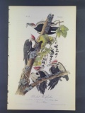 Audubon First Edition Octavo Print Plate No. 257 Pileated Woodpecker