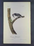 Audubon First Edition Octavo Print Plate No. 258 Canadian Woodpecker