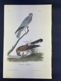 Audubon 1st Edition Octavo Lithograph Plate 26 Common Harrier