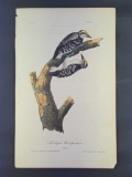 Audubon First Edition Octavo Print Plate No. 259 Phillips Woodpecker