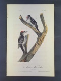 Audubon First Edition Octavo Print Plate No.260 Maria's Woodpecker