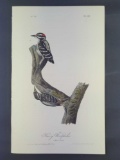 Audubon First Edition Octavo Print Plate No.262 Hairy Woodpecker