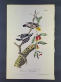 Audubon First Edition Octavo Print Plate No.263 Downy Woodpecker