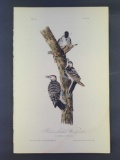 Audubon First Edition Octavo Print Plate No. 264 Red-cockaded Woodpecker
