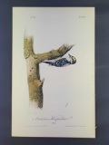 Audubon First Edition Octavo Print Plate No. 265 Audubon's Woodpecker