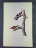 Audubon First Edition Octavo Print Plate No. 266 Red-breasted Woodpecker
