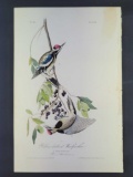 Audubon First Edition Octavo Print Plate No. 267 Yellow-bellied Woodpecker