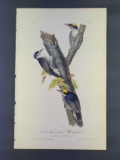 Audubon First Edition Octavo Print Plate No. 268 Arctic three-toed woodpecker