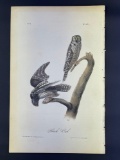 Audubon 1st Edition Octavo Plate 27 Hawk Owl