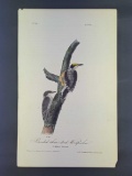 Audubon First Edition Octavo Print Plate No. 269 Banded three-toed Woodpecker