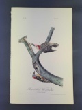 Audubon First Edition Octavo Print Plate No. 281 Red-bellied Woodpecker