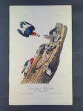 Audubon First Edition Octavo Print Plate No. 271 Red-headed Woodpecker