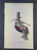 Audubon First Edition Octavo Print Plate No. 272 Lewis' Woodpecker