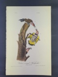 Audubon First Edition Octavo Print Plate No. 273 Golden-winged Woodpecker