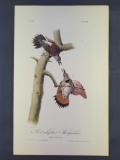 Audubon First Edition Octavo Print Plate No. 274 Red-shafted Woodpecker