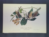 Audubon First Edition Octavo Print Plate No. 276 Black-billed Cuckoo