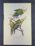 Audubon First Edition Octavo Print Plate No. 278 Carolina Parrot or Parakeet