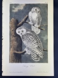 Audubon 1st Ed. Octavo Pl. 28 Snowy Owl