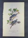 Audubon First Edition Octavo Print Plate No. 279 Band Tailed Dove or Pigeon