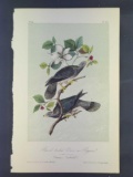 Audubon Second or Third Edition Octavo Print Plate No. 219 Band-tailed Dove or Pigeon