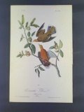Audubon First Edition Octavo Print Plate No. 281 Zenaida Dove