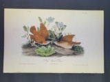 Audubon First Edition Octavo Print Plate No. 282 Key West Dove