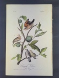 Audubon First Edition Octavo Print Plate No. 283 Ground Dove