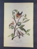 Audubon First Edition Octavo Print Plate No. 283 Ground Dove