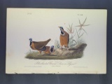 Audubon First Edition Octavo Print Plate No. 284 Black Headed Ground Dove or Pigeon