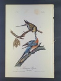 Audubon First Edition Octavo Print Plate No. 285 Passenger Pigeon