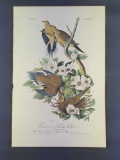 Audubon First Edition Octavo Print Plate No. 286 Carolina Turtle Dove