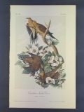 Audubon First Edition Octavo Print Plate No. 286 Carolina Turtle Dove