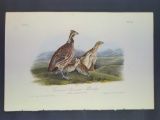 Audubon First Edition Octavo Print Plate No.289 Common American Partridge