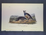 Audubon First Edition Octavo print Plate No. 290 Californian Partridge