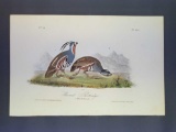 Audubon First Edition Octavo Print Plate No. 291 Plumed Partridge