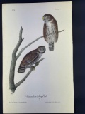 Audubon Octavo Edition 1st Edition Plate No. 30 Columbian Day Owl