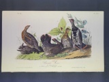 Audubon First Edition Octavo print Plate No. 294 Canada Grouse