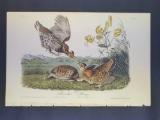 Audubon First Edition Octavo print Plate No. 296 Pinnated Grouse