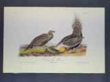 Audubon First Edition Octavo Print Plate No. 297 Cock of the Plains