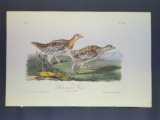 Audubon First Edition Octavo Print Plate No. 298 Sharp-tailed Grouse