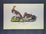 Audubon First Edition Octavo Print Plate No. 299 Willow Ptarmigan