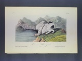 Audubon First Edition Octavo Print Plate No. 300 American Ptarmigan