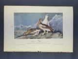 Audubon First Edition Octavo Print Plate No. 301 Rock Ptarmigan