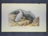 Audubon First Edition Octavo Print Plate No. 302 White-tailed Pramigan