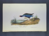 Audubon First Edition Octavo Print Plate No. 303 Purple Gallinule