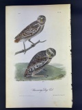 Audubon 1st Edition Octavo Plate No. 31 Burrowing Day-Owl