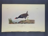 Audubon First Edition Octavo Print Plate No. 304 Common Gallinule